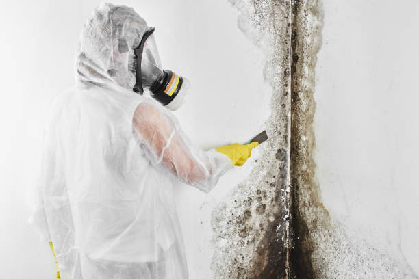 Best HVAC Mold Remediation in White Hall, AR