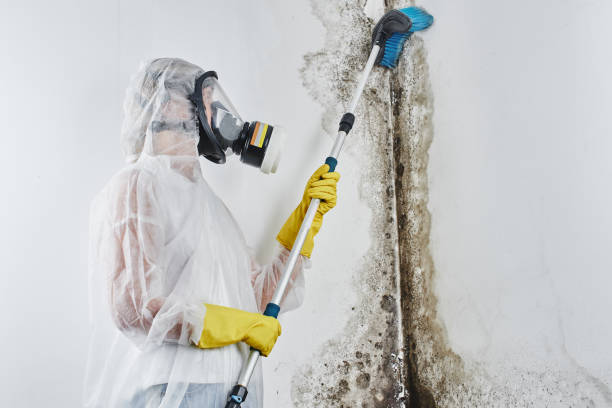Best Emergency Mold Remediation in White Hall, AR