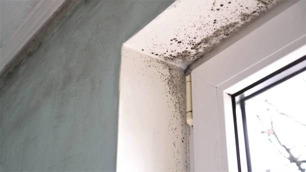 Best Mold Remediation for Specific Building Types in White Hall, AR