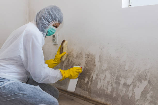 Professional Mold Remediation in White Hall, AR