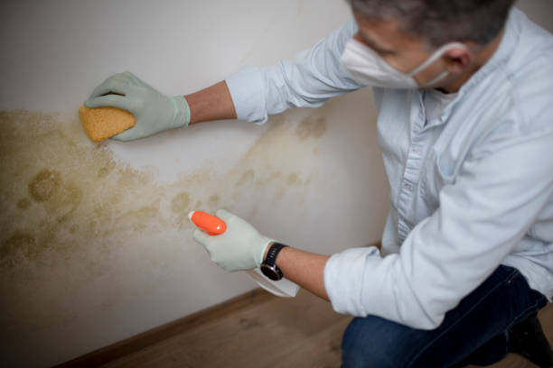 Best DIY Mold Remediation Support Services in White Hall, AR