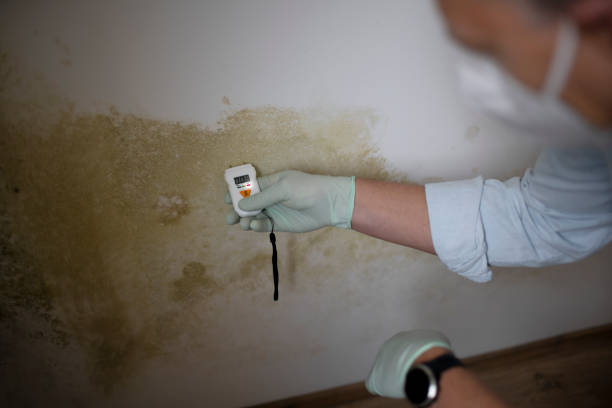 Best Black Mold Remediation in White Hall, AR