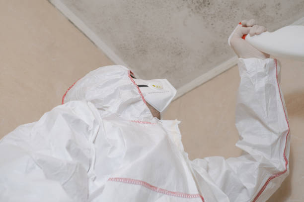 Best Basement Mold Remediation in White Hall, AR