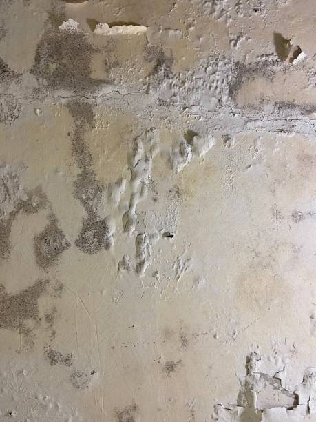 Best Health and Safety Mold Remediation in White Hall, AR