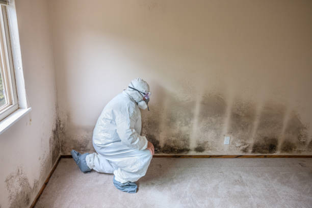 Best Residential Mold Remediation in White Hall, AR