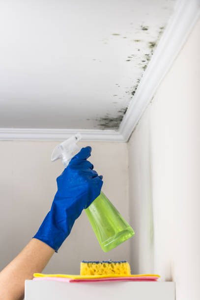 Best Commercial Mold Remediation in White Hall, AR